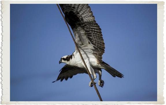 Nest-building osprey