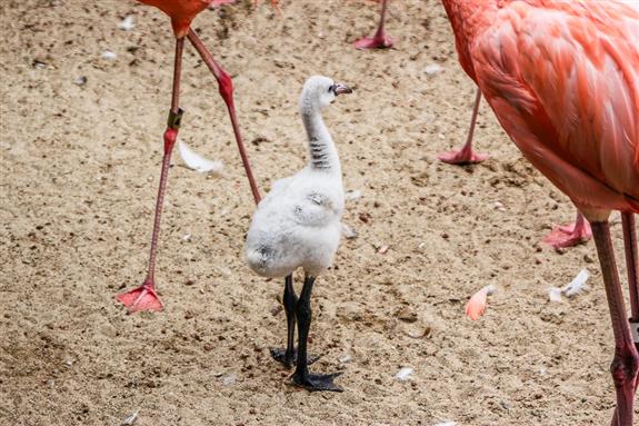Flamingo chick at the San Diego Zoo