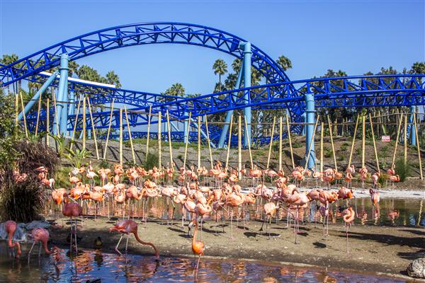 Flamingo lagoon at SeaWorld San Diego