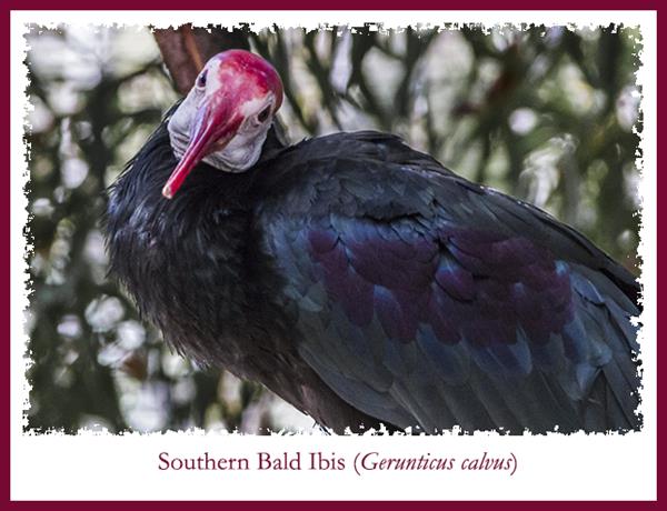 Southern bald ibis at San Diego Zoo Safari Park