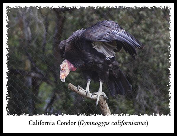 California Condor at the San Diego Zoo