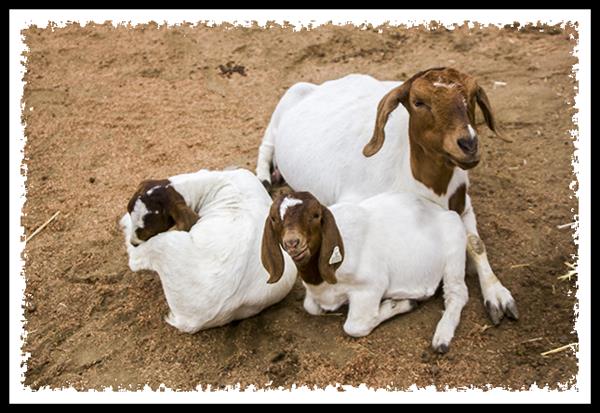 Goats at the 2013 San Diego County Fair