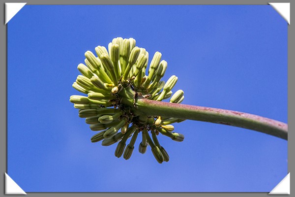 Cactus flower stalk