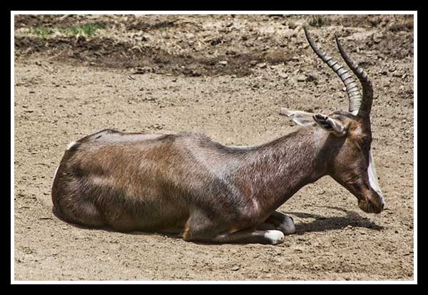 Cuvier's gazelle at the San Diego Zoo