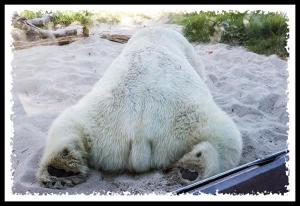 Rear end of a polar bear
