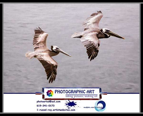 Pelicans at La Jolla Cove in La Jolla, California, north of San Diego.