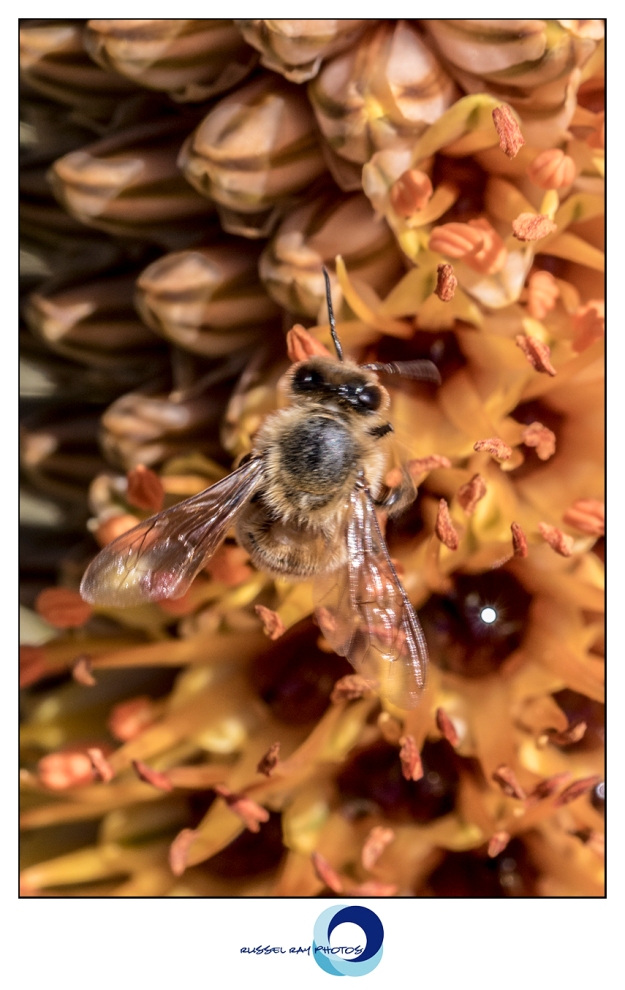 Aloe flowers and honeybee