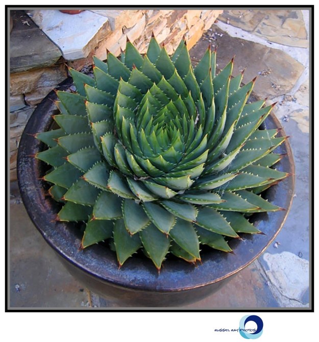 Aloe polyphylla - Spiral Aloe